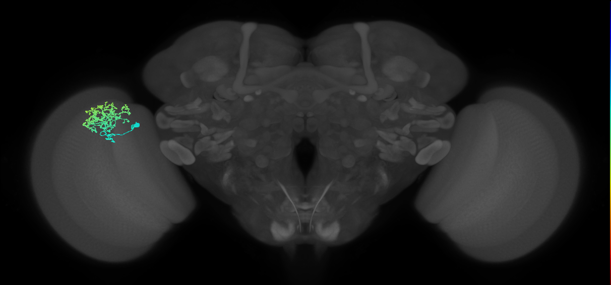 Dm1_L (MaleCNS:21787)
