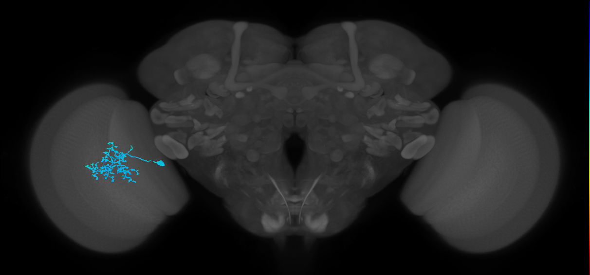 Dm1_L (MaleCNS:51738)