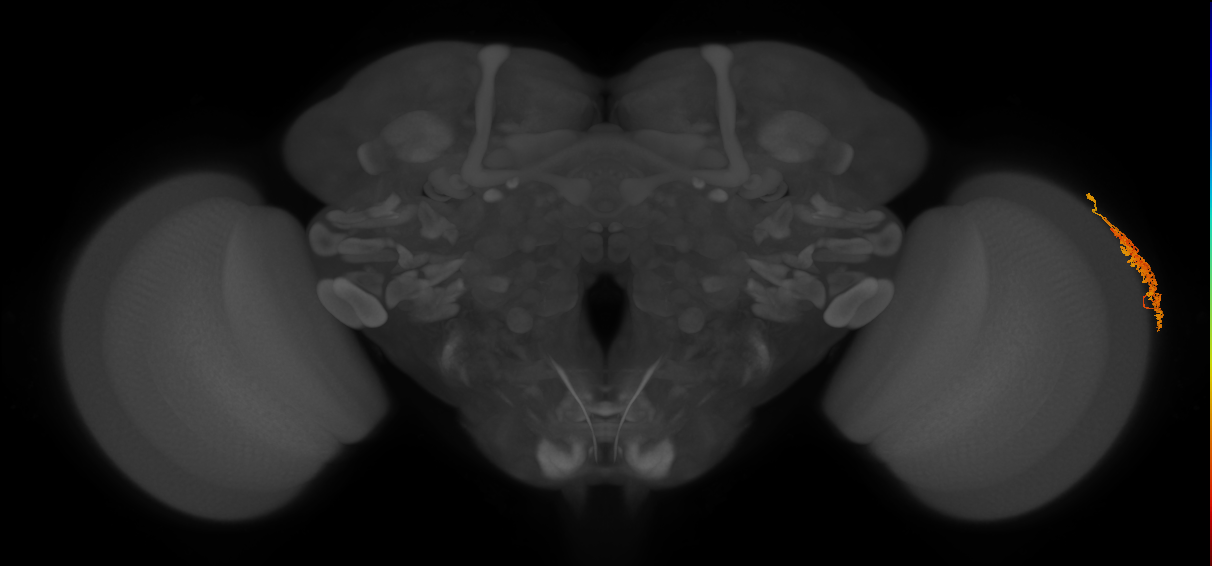Dm1_R (MaleCNS:31577)
