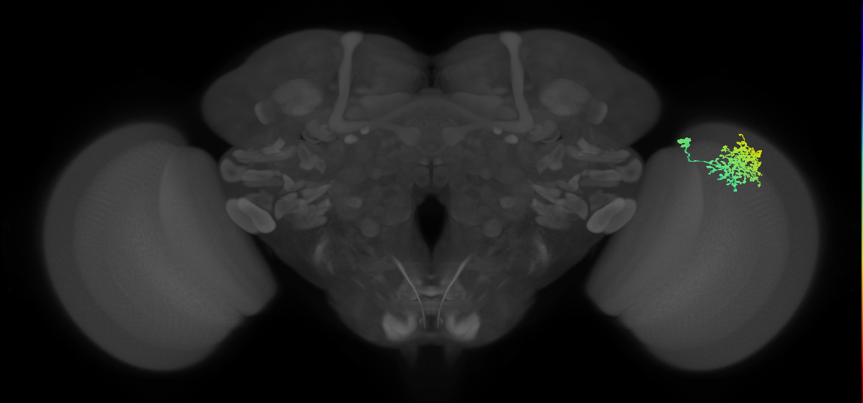 Dm1_R (MaleCNS:27509)