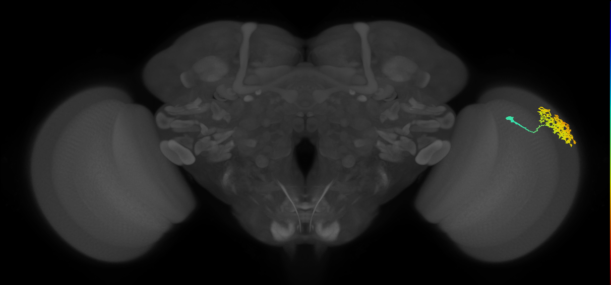 Dm1_R (MaleCNS:23578)