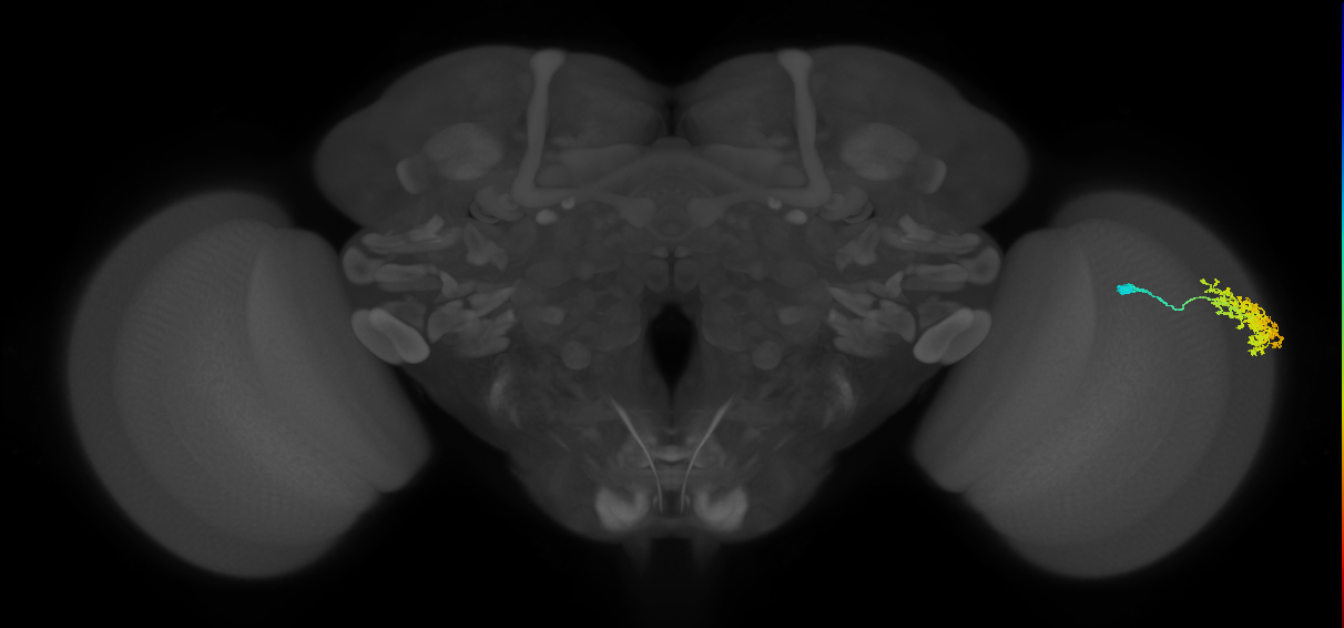 Dm1_R (MaleCNS:547692)