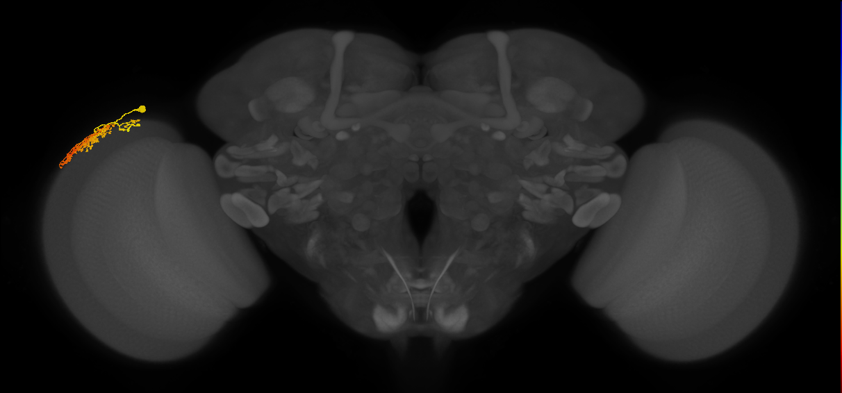 Dm1_L (MaleCNS:529439)