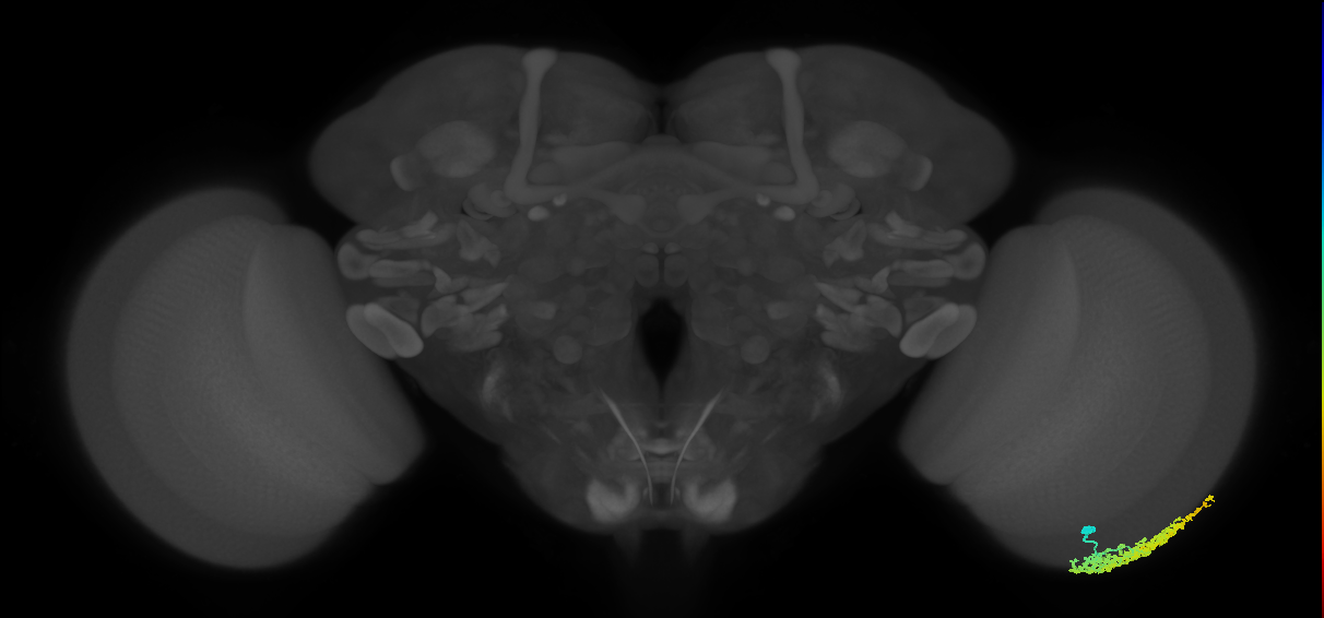 Dm1_R (MaleCNS:25672)