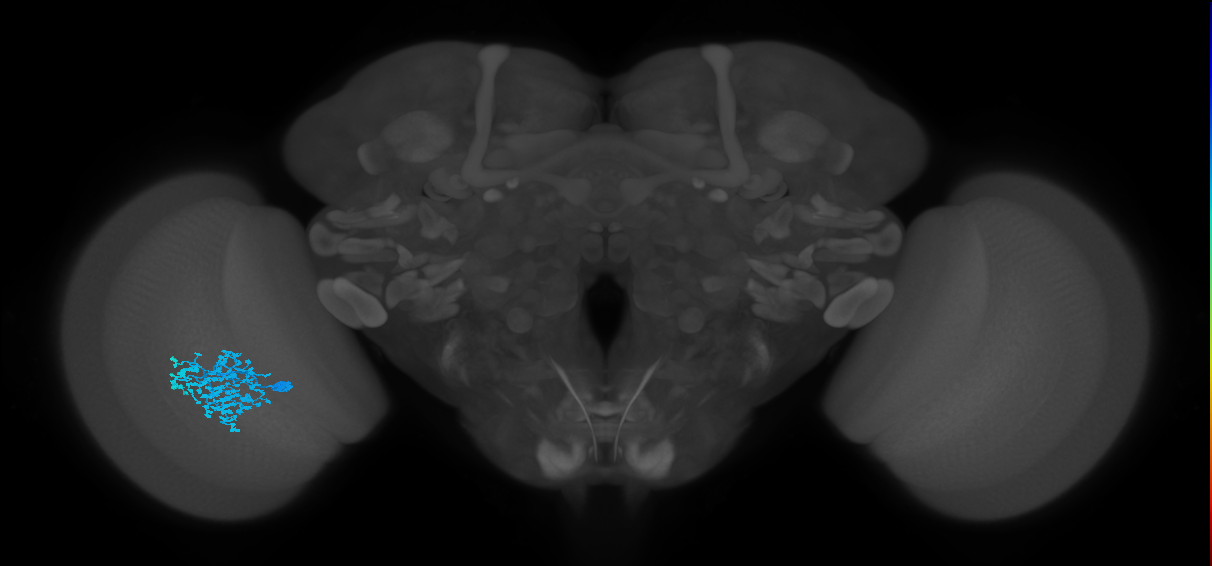 Dm1_L (MaleCNS:519478)