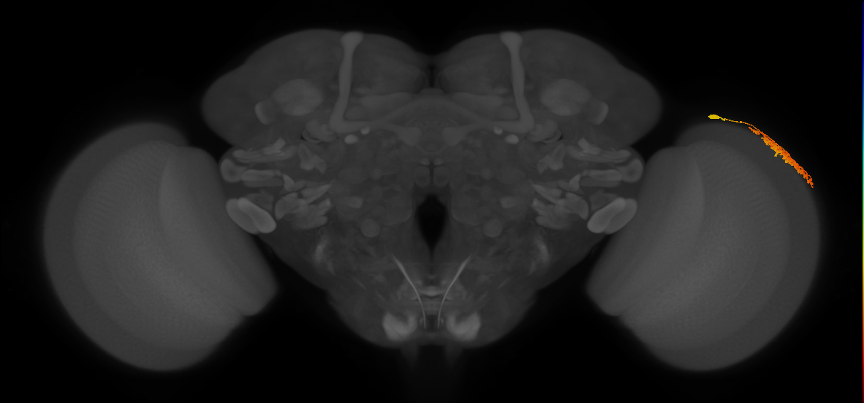 Dm1_R (MaleCNS:29515)