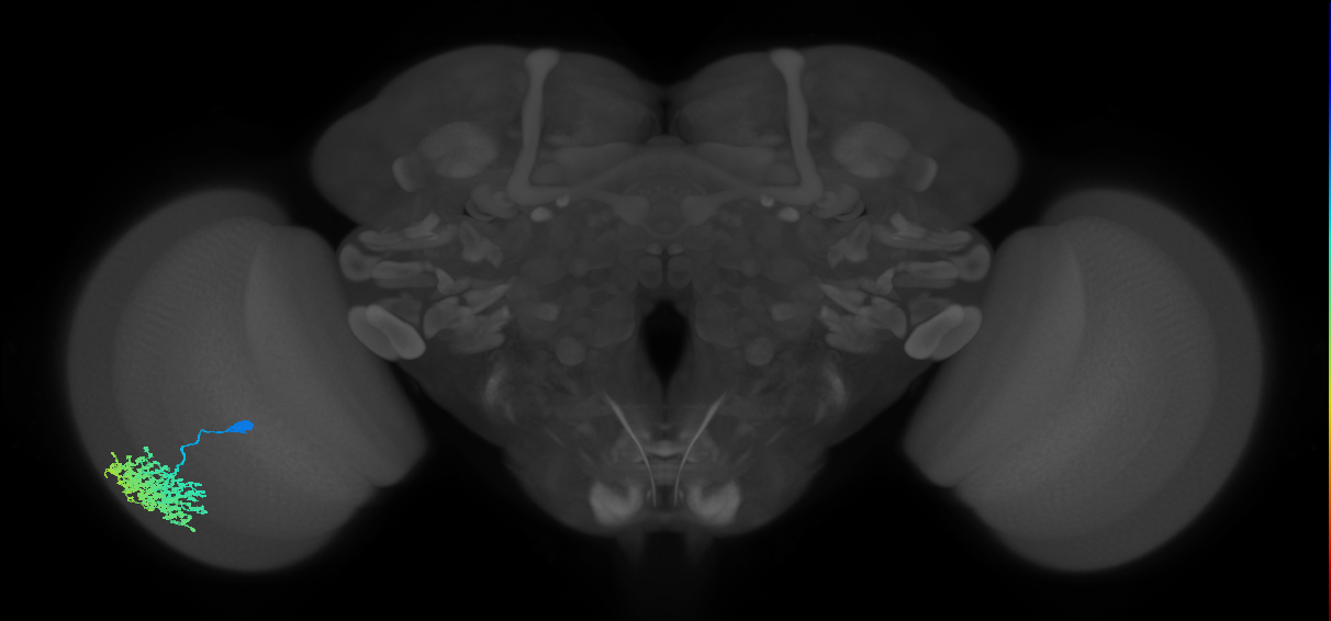 Dm1_L (MaleCNS:26537)