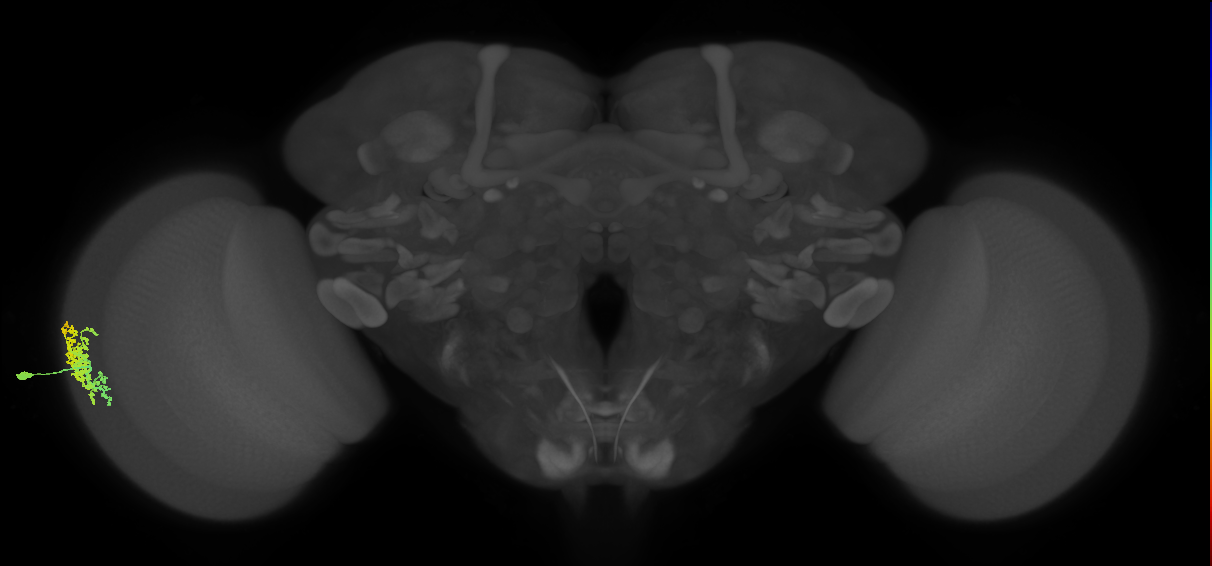 Dm1_L (MaleCNS:559915)