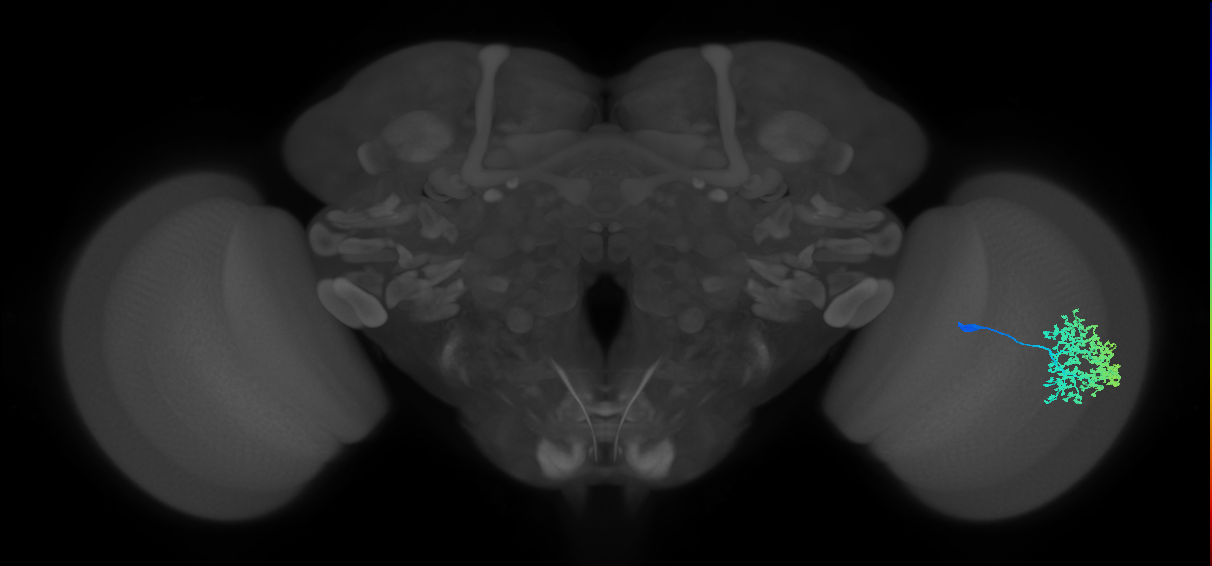 Dm1_R (MaleCNS:18915)