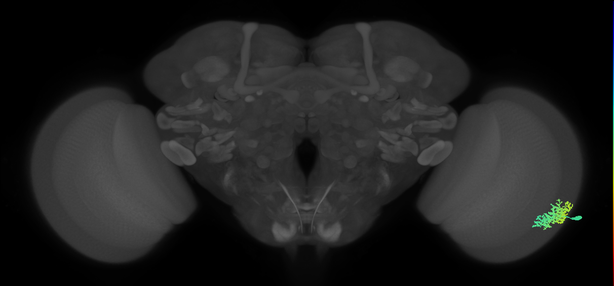 Dm1_R (MaleCNS:21884)