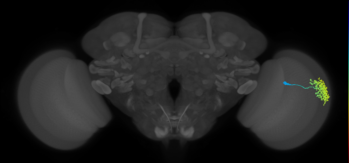 Dm1_R (MaleCNS:23845)