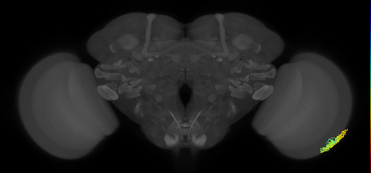 Dm1_R (MaleCNS:21816)