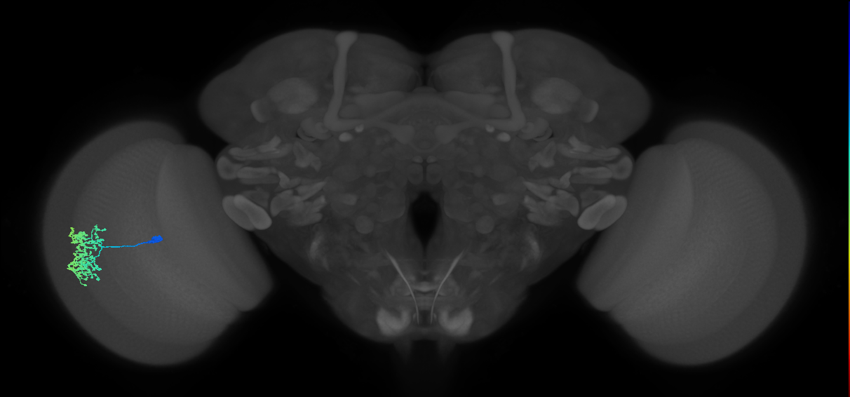 Dm1_L (MaleCNS:514890)