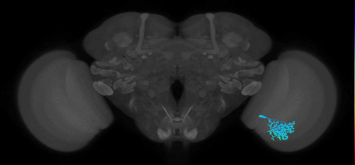 Dm1_R (MaleCNS:25999)