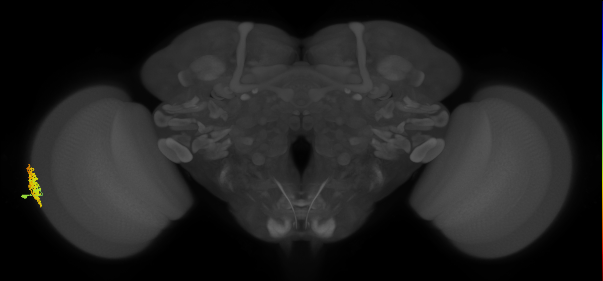 Dm1_L (MaleCNS:52721)