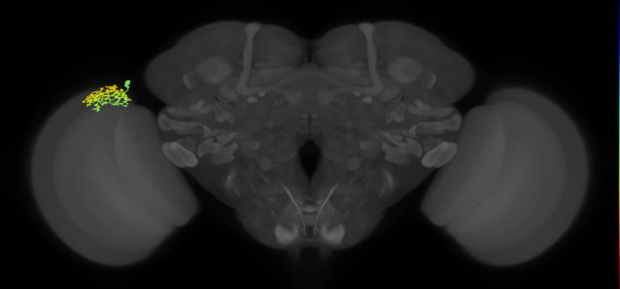 Dm1_L (MaleCNS:42272)