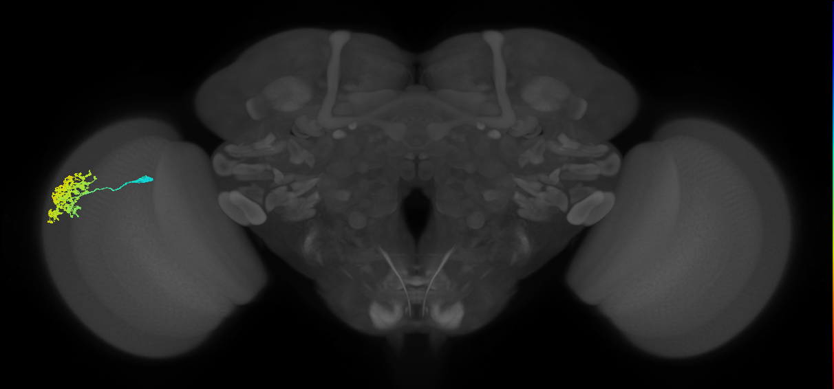 Dm1_L (MaleCNS:22566)