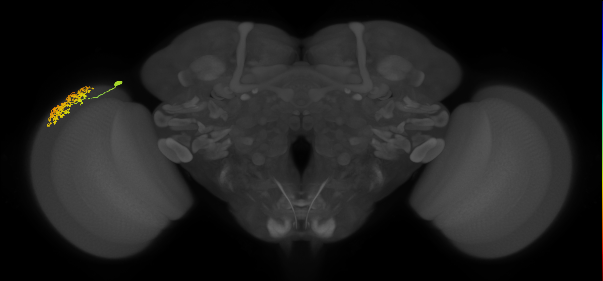 Dm1_L (MaleCNS:16372)