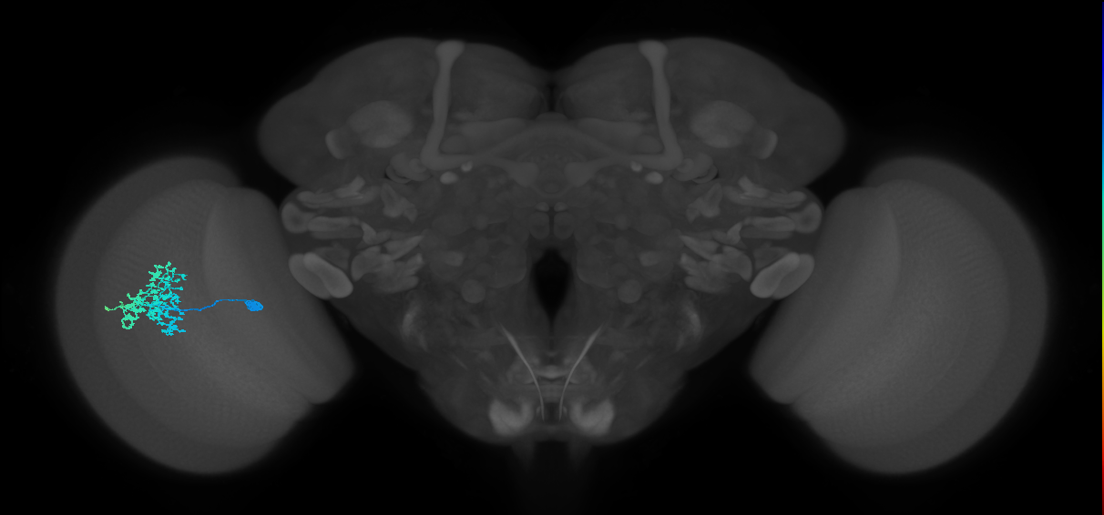 Dm1_L (MaleCNS:91151)