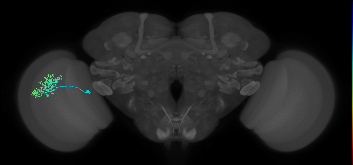 Dm1_L (MaleCNS:76930)