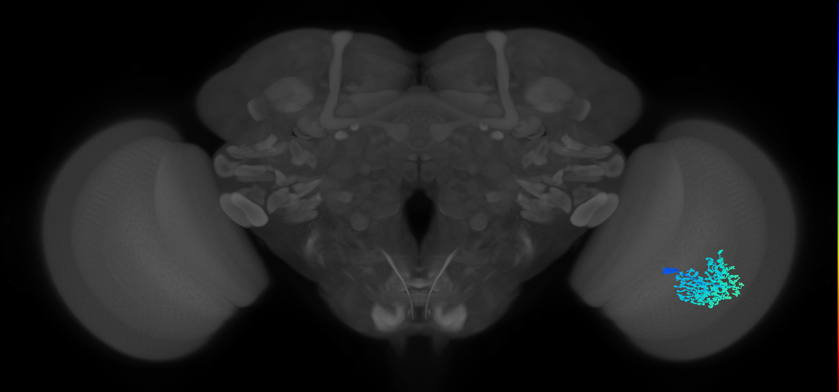 Dm1_R (MaleCNS:166528)