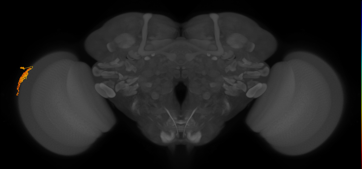 Dm1_L (MaleCNS:558367)