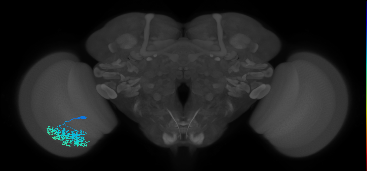 Dm1_L (MaleCNS:24580)