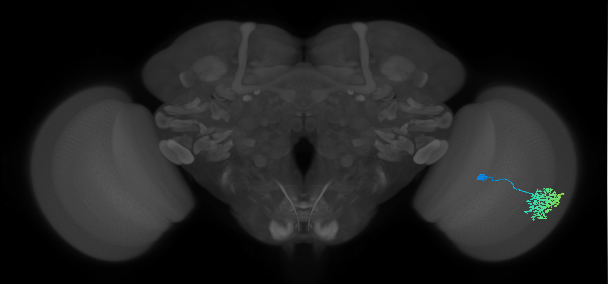 Dm1_R (MaleCNS:21903)