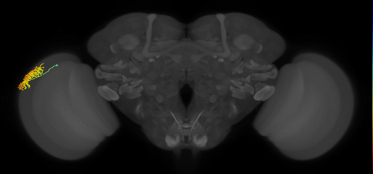 Dm1_L (MaleCNS:516927)