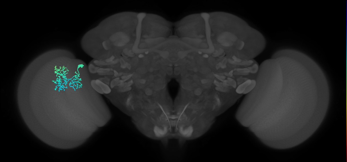 Dm1_L (MaleCNS:54136)