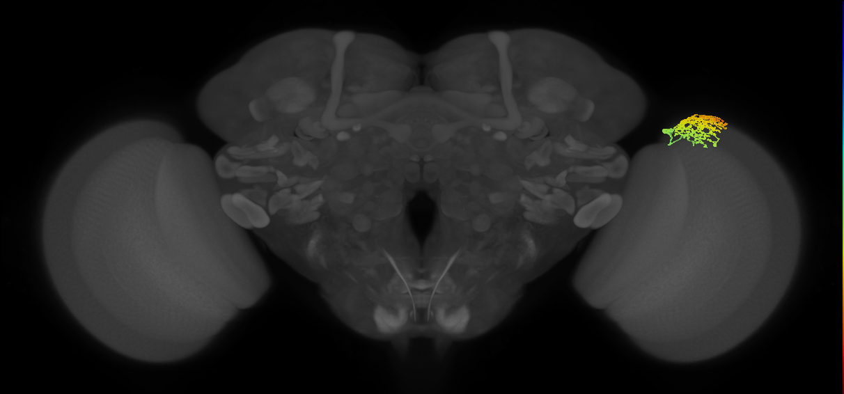 Dm1_R (MaleCNS:28835)