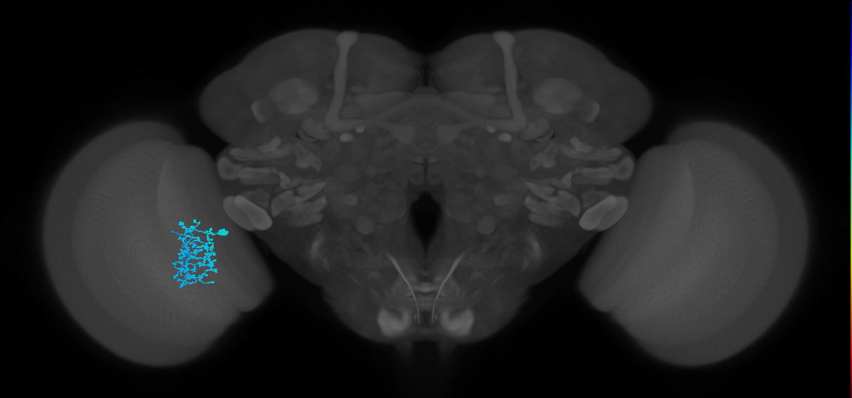 Dm1_L (MaleCNS:516934)