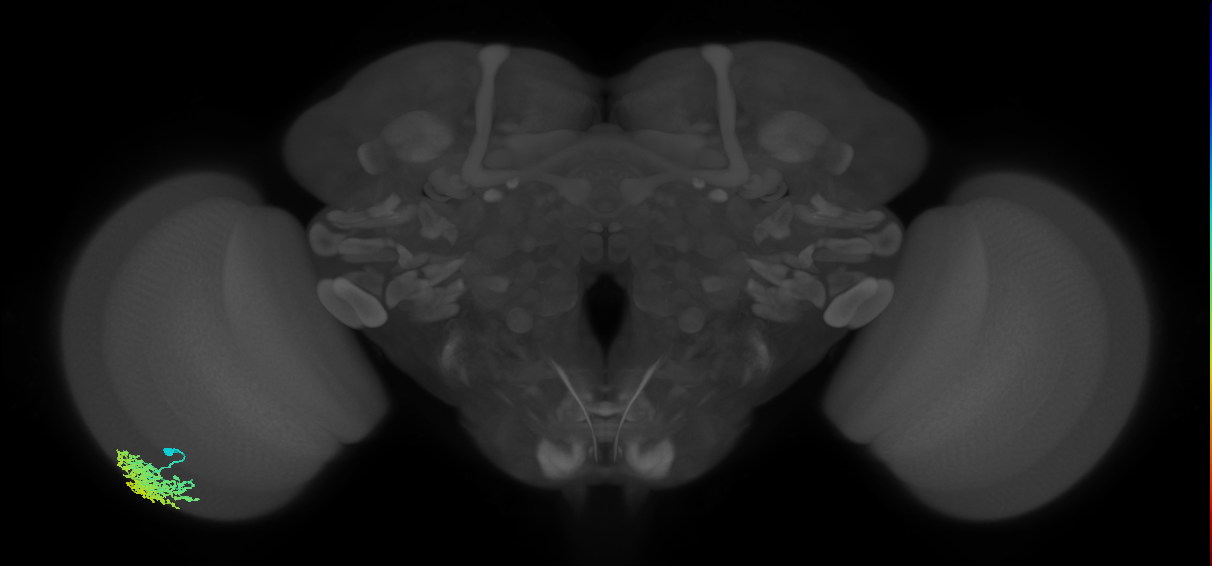 Dm1_L (MaleCNS:36980)