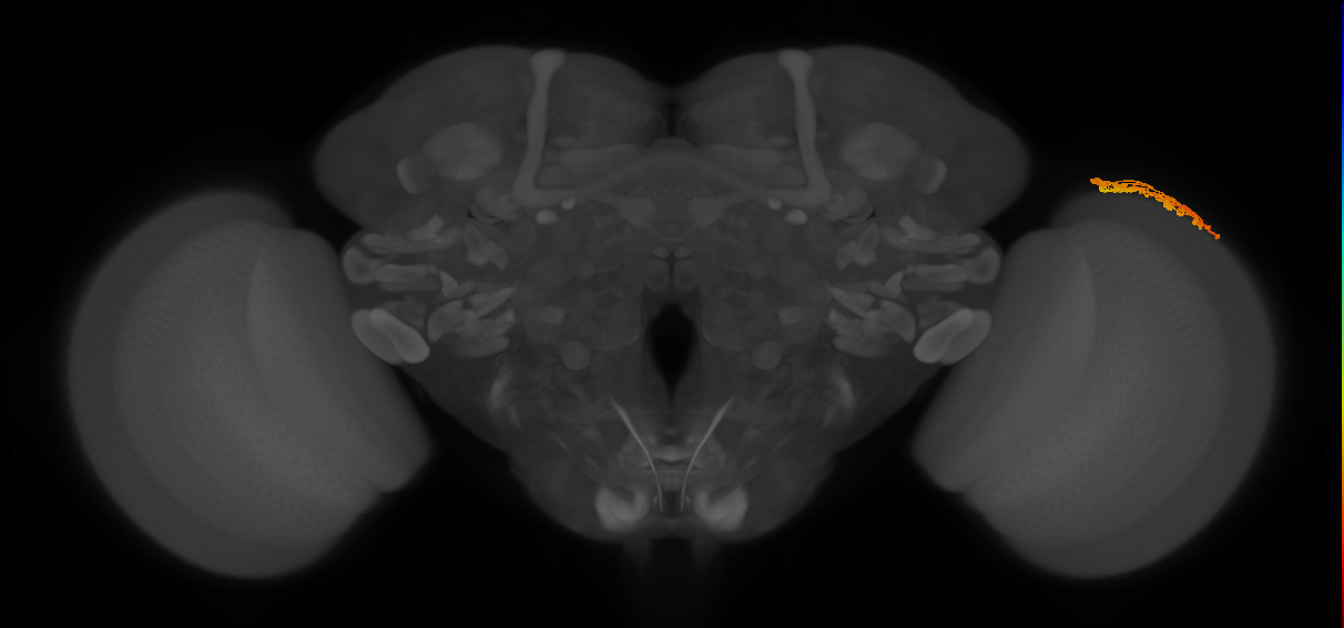 Dm1_R (MaleCNS:36372)