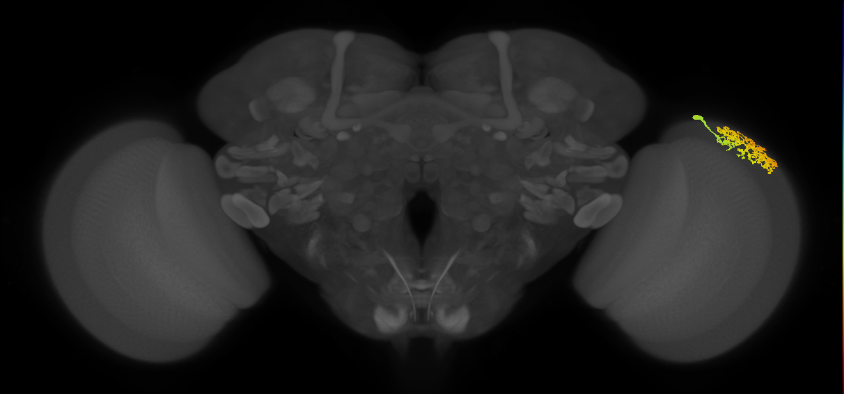 Dm1_R (MaleCNS:35406)