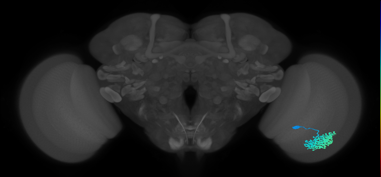 Dm1_R (MaleCNS:18985)