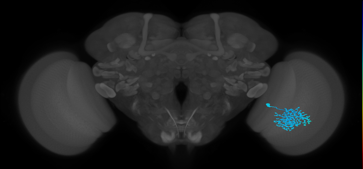 Dm1_R (MaleCNS:23276)