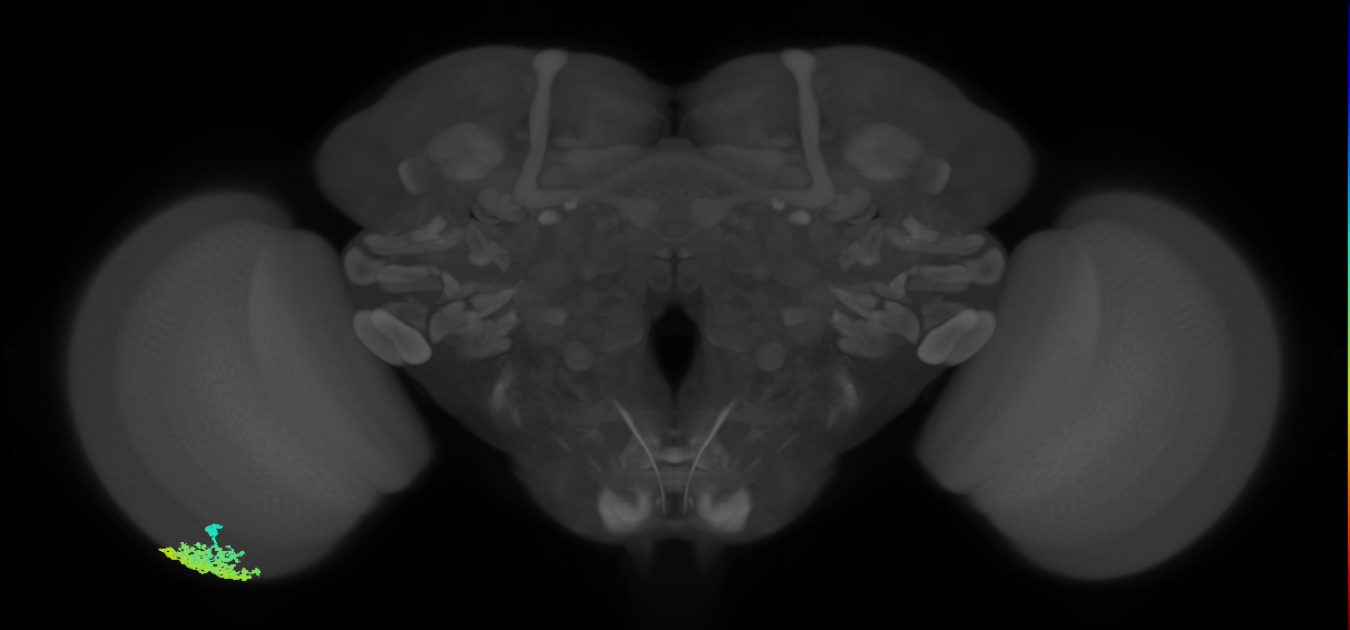 Dm1_L (MaleCNS:69532)