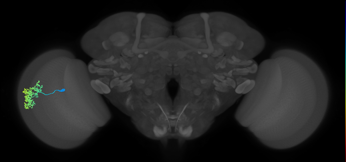 Dm1_L (MaleCNS:527132)