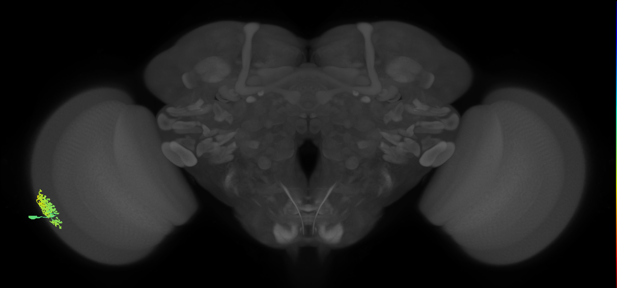 Dm1_L (MaleCNS:517565)
