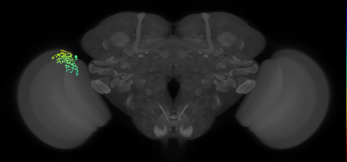 Dm1_L (MaleCNS:11885)