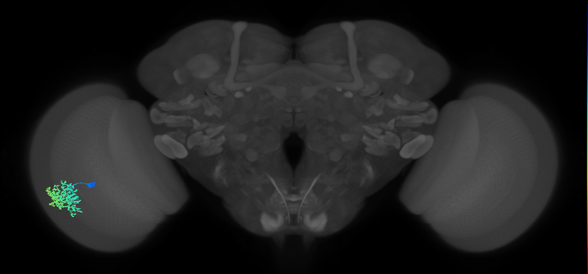Dm1_L (MaleCNS:58138)
