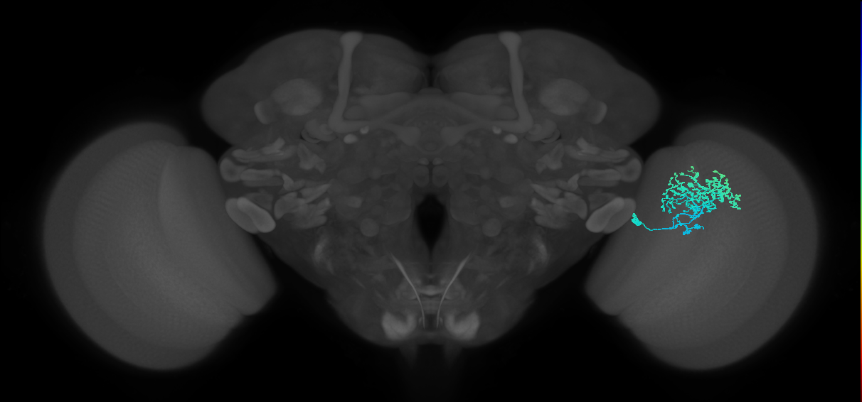 Dm1_R (MaleCNS:27684)
