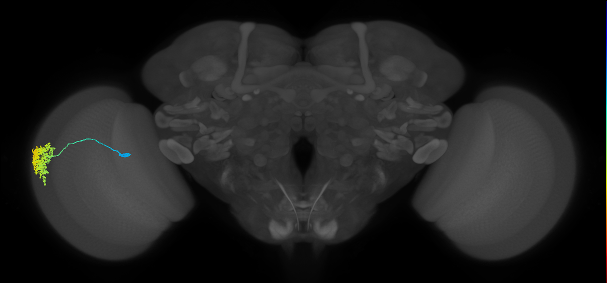 Dm1_L (MaleCNS:516018)