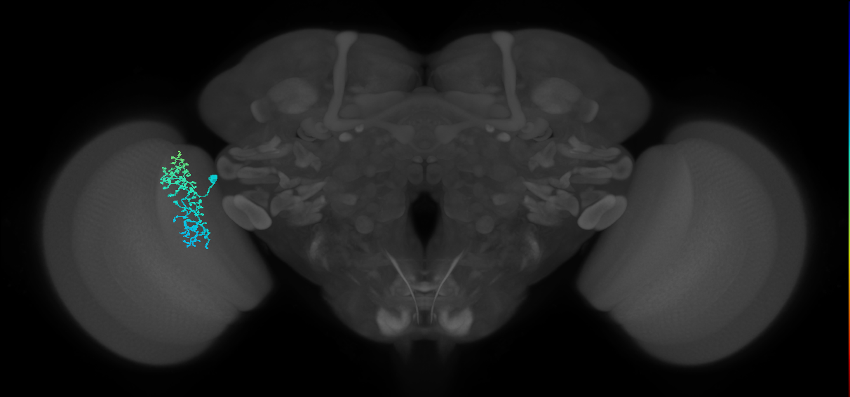 Dm1_L (MaleCNS:539307)