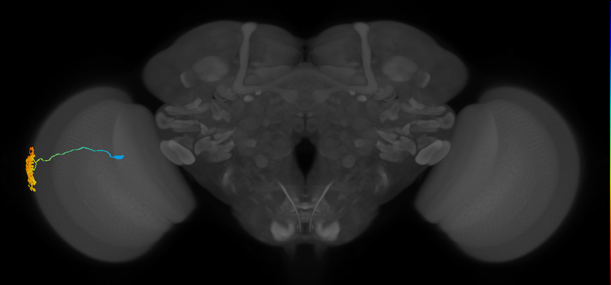Dm1_L (MaleCNS:114378)