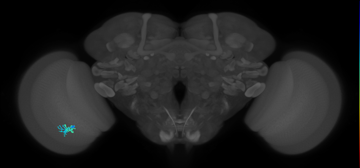 Dm10_L (MaleCNS:78275)