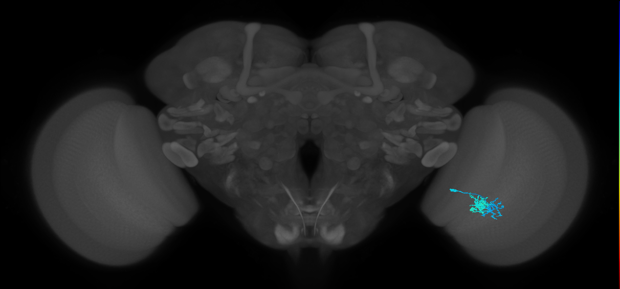 Dm10_R (MaleCNS:79122)