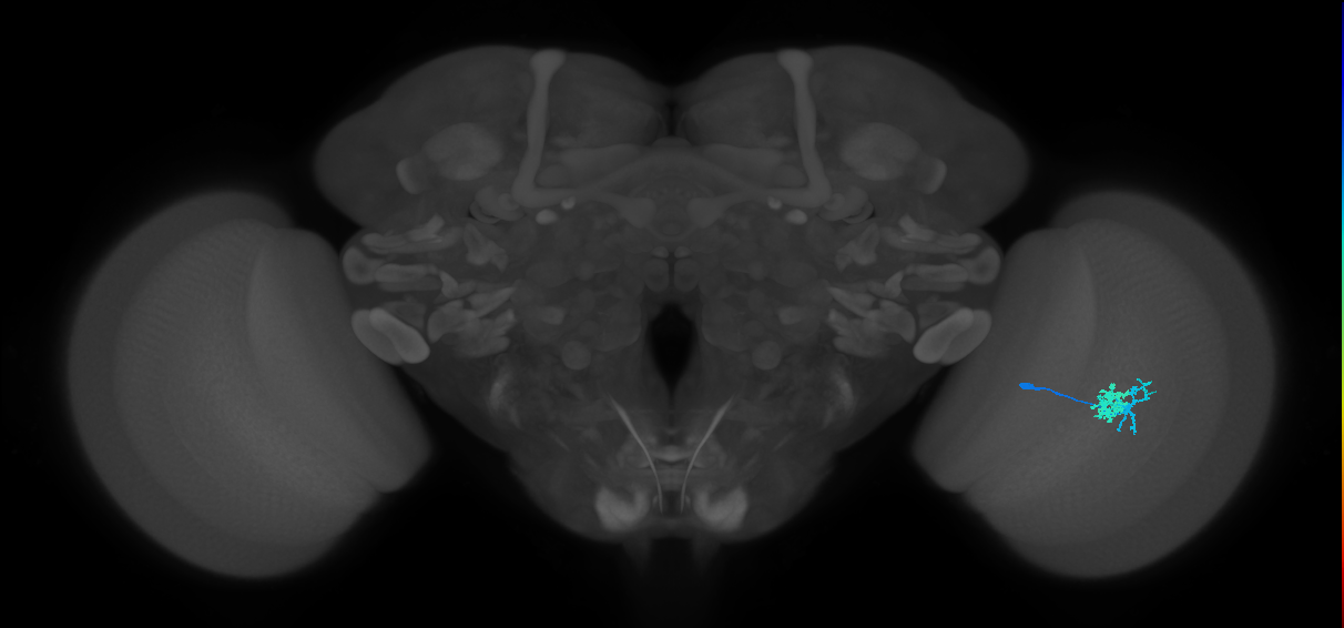 Dm10_R (MaleCNS:65079)