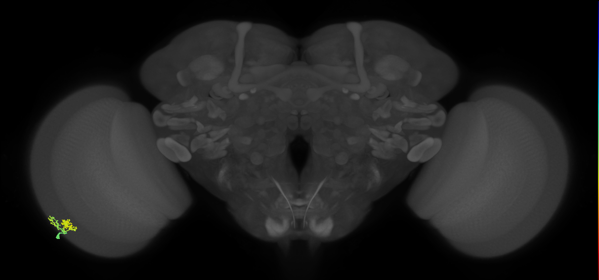 Dm10_L (MaleCNS:74038)